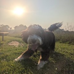 Dolly