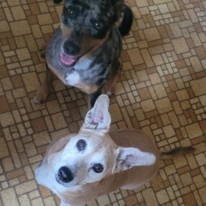 Hazel and Harley