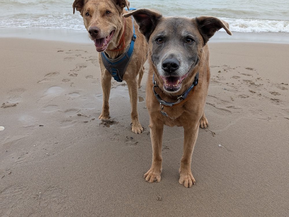 A dog at the beach with a relaxed open mouth and loose body posture, showing genuine contentment