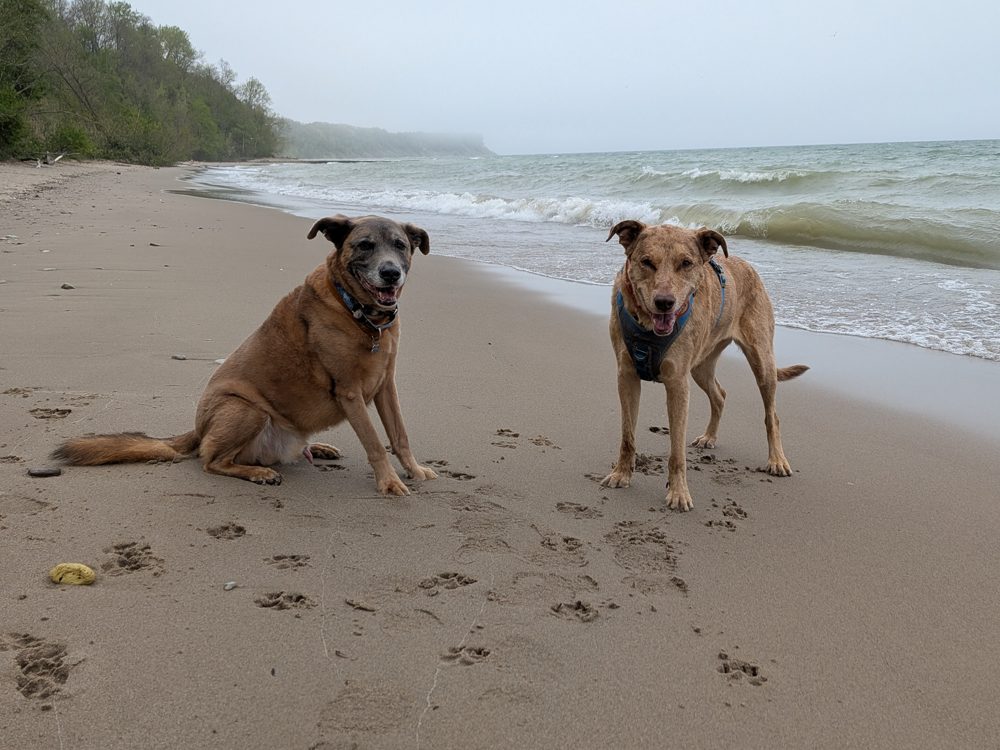A dog at the beach with a relaxed posture, showing a rescue dog who has decompressed and settled in