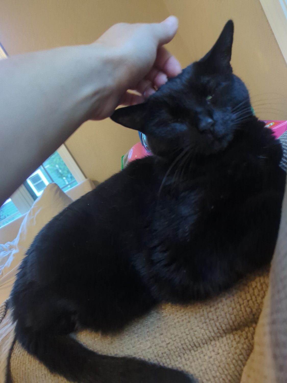 A cat in Carly's care