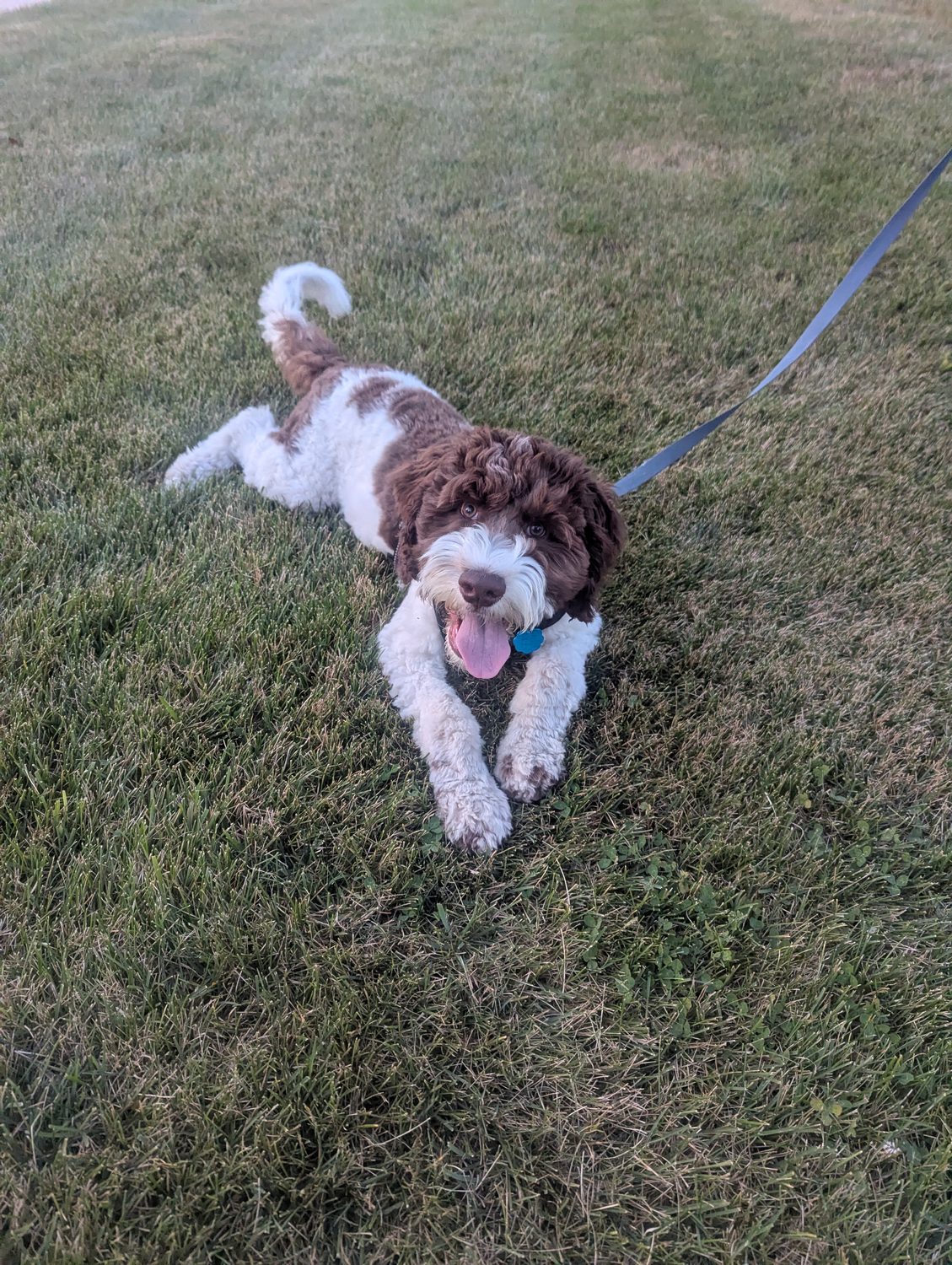 A doodle running in the yard