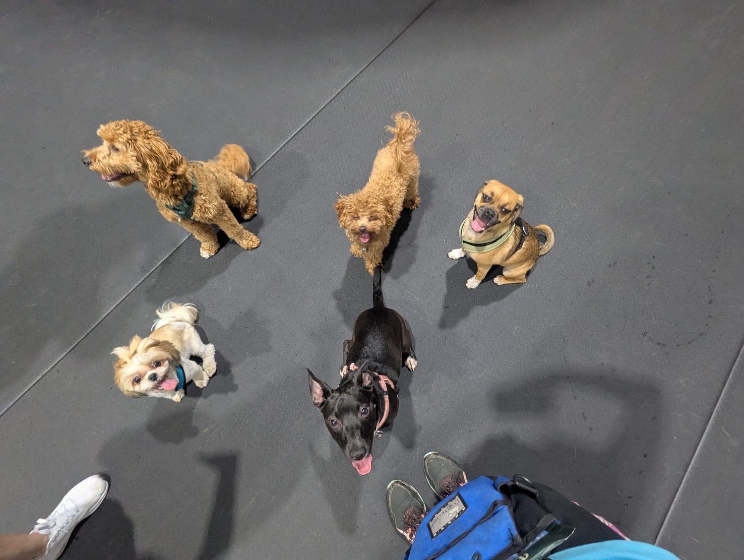 Carly walking a pack of dogs