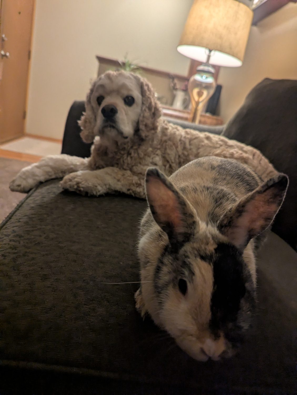 A dog and a rabbit together