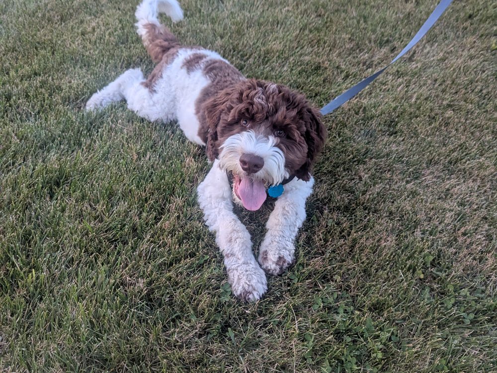 A dog running happily across the grass