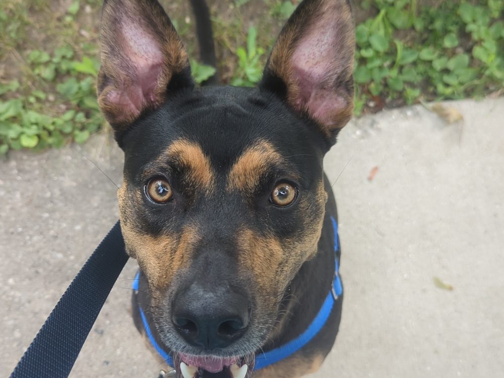 A German Shepherd dog on leash looking alert, showing the focused intensity common in reactive dogs