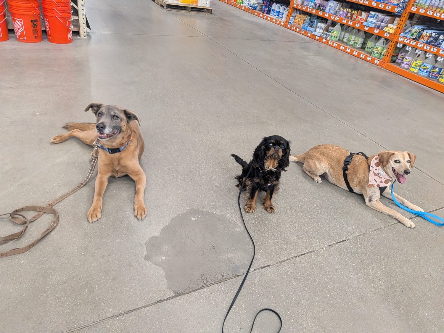 Three leashed dogs holding a calm down-stay together on a store floor during a public-manners training outing